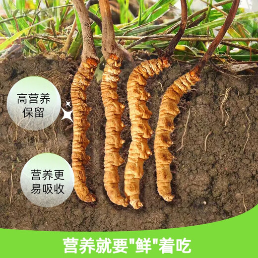 2025 Fresh Cordyceps Fresh Cordyceps Sinensis Authentic freshly dug Cordyceps sinensis fresh grass shipped directly from the origin by SF Express Tibetan fresh Cordyceps 0.8-0.9 grams 30 pieces each get 2 pieces shipped by SF Express