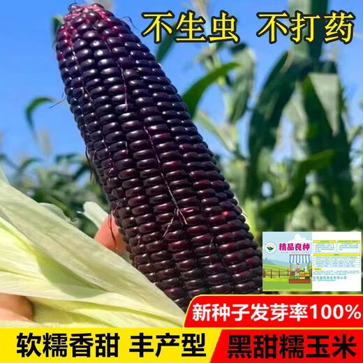 Planted all year round. Authentic black sweet waxy corn seeds. Planted black corn seeds all year round. Black sweet waxy corn seeds. Black sweet waxy corn seeds. Only new seeds sold. 5 packs, about 250 grains.