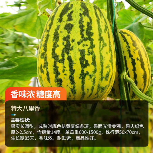 Farmer's Son Balixiang Melon Seeds Spotted Skin Melon Seeds Winter and Spring Extra Large Balixiang Muskmelon Seeds About 30 Pieces/Large