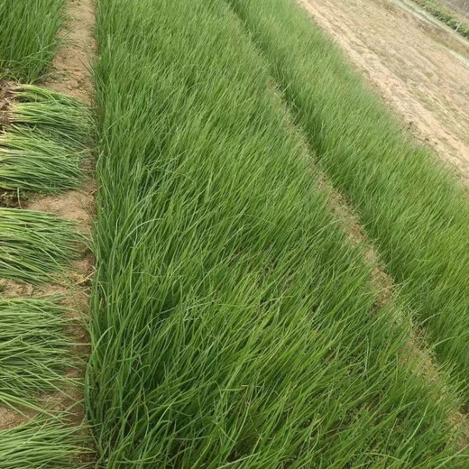 Special for planting, fruit purple-red skinned onion seedlings, direct delivery from field planting seedling base, low price, good quality (special for planting), purple-skinned onion seedlings, 100 pieces