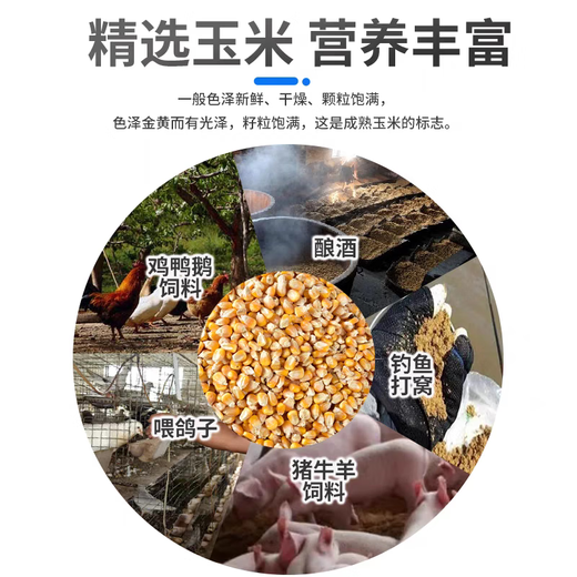 Northern Jiangsu high-quality corn kernels special price medium grain corn dry rice to feed pigeons, chickens, ducks and geese poultry animal food feed farm corn kernels 2Jin Jin is equal to 0.5 kg