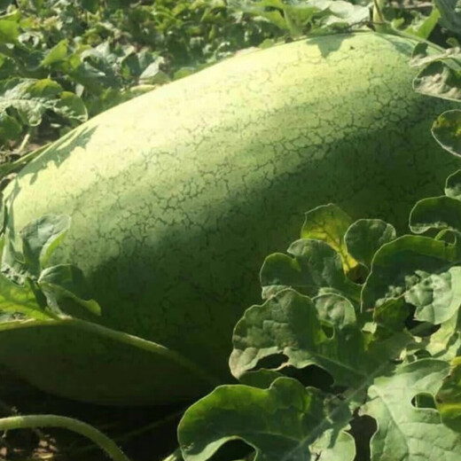 Xinhongbao watermelon seedlings, extra large, early-maturing, disease-resistant, green, extra large, sweet lazy watermelon seeds, giant watermelon seeds, A New Hongbao watermelon seeds, 5 packs