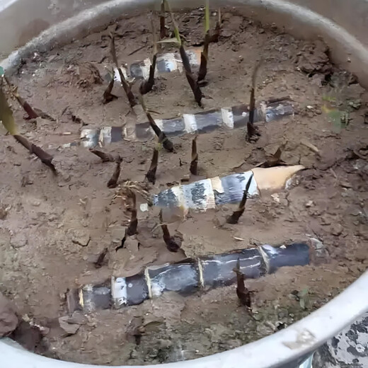 Authentic Guangxi black-skinned sugarcane seedlings can be potted with 3 to 4 buds per root in the middle section and high survival rate. 2 black-skinned sugarcane seedlings
