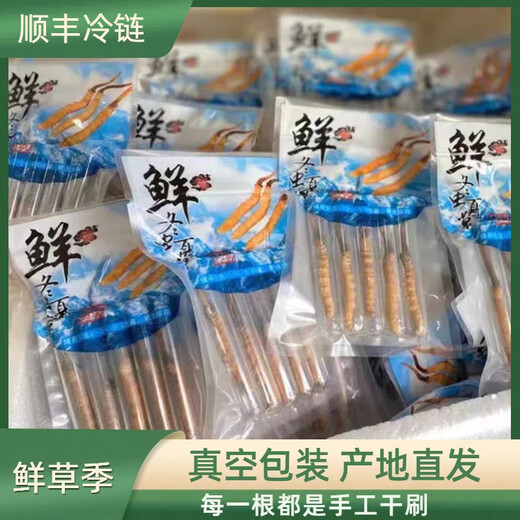 2025 Fresh Cordyceps Fresh Cordyceps Sinensis Authentic freshly dug Cordyceps sinensis fresh grass shipped directly from the origin by SF Express Tibetan fresh Cordyceps 0.8-0.9 grams 30 pieces each get 2 pieces shipped by SF Express
