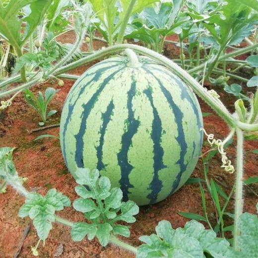 Black-skinned seedless watermelon seedlings Nanfang 8424 grafted Kirin potted plant Lazy Han Meidu Lazy Man Ruby Ganmei 4k2k Zaojia Kirin watermelon seedlings 6 plants