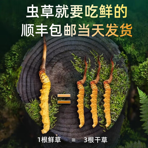 正品2025头期草新鲜冬虫夏草头茬虫草0.8克/根鲜虫草顺丰冷链发货 西藏鲜草1.0-1.2克每根30条送2条