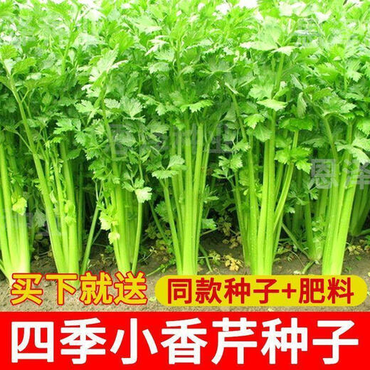 Semillas de cilantro de hoja grande fáciles de germinar, semillas de cilantro, semillas en macetas de interior para balcón resistentes al calor para las cuatro estaciones, semillas de hortalizas, nuevas semillas de perejil para las cuatro estaciones, alrededor de 1500 cápsulas, 1 paquete