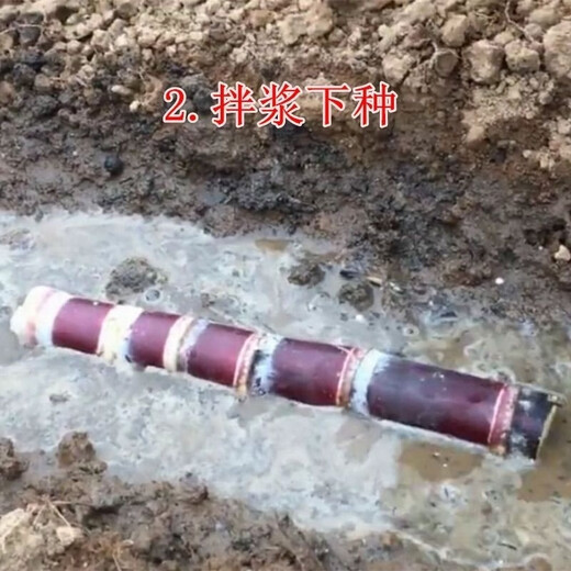 Authentic Guangxi black-skinned sugarcane seedlings can be potted with 3 to 4 buds per root in the middle section and high survival rate. 2 black-skinned sugarcane seedlings