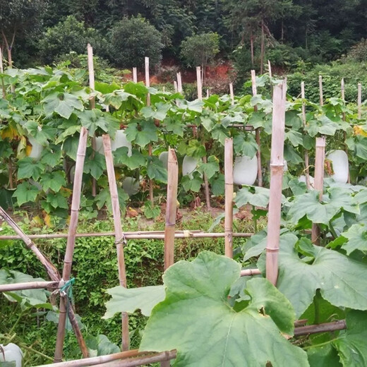 Local old variety short white haired winter melon seeds traditional large winter melon farm taste pink skin winter melon seeds 100 capsules