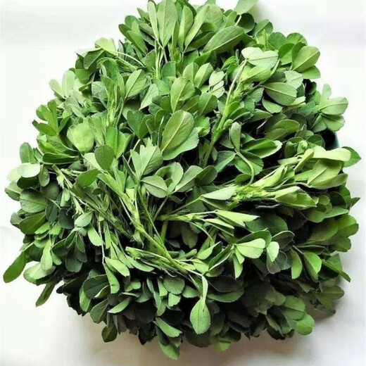 Edible Alfalfa Healthy Wild Rapeseed Summer Alfalfa Sprouts Four Seasons Hardcover (5 packs, about 9000 capsules)