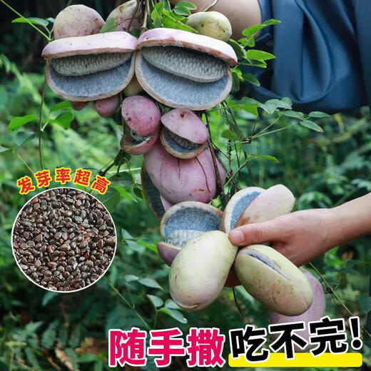 Tianfen August Melon Seeds August Fried Seeds Guizhou Wild August Melon Saplings with Less Meat and More Meat for Garden Planting in the North and South Original Factory Packaging August Melon 2 Packs About 70 Pieces Free 2