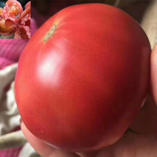 Big fruit 168 tomato seeds super sweet heat-resistant old variety tomato seeds high yield southern big fruit tomato seeds DF5562 original high yield new species 1000