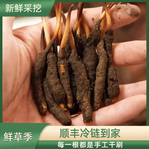 2025 Fresh Cordyceps Fresh Cordyceps Sinensis Authentic freshly dug Cordyceps sinensis fresh grass shipped directly from the origin by SF Express Tibetan fresh Cordyceps 0.8-0.9 grams 30 pieces each get 2 pieces shipped by SF Express