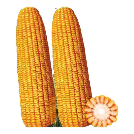 Zhengdan 958 national-approved corn variety corn seed high-yielding big stick corn seed Ludan 981 corn seed National-approved Zhengdan 958 corn seed original 3.5 Jin Jin equal to 0.5 kg 1 bag