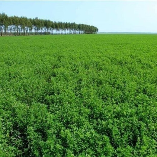 Edible Alfalfa Healthy Wild Rapeseed Summer Alfalfa Sprouts Four Seasons Hardcover (5 packs, about 9000 capsules)