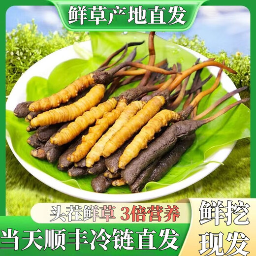 头期新鲜冬虫夏草大号鲜草顺丰冷链产地直发2025头茬新鲜虫草 西藏鲜虫草每条0.5-0.6克20条装