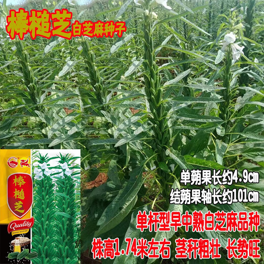 Капсулы семян кунжута плотные и долговечные, устойчивы к болезням и полеганию. Полный список семян черного кунжута для посева весной, летом и осенью. Sesame Seed Original пакетик 75г, четырехгранные белые семена кунжута.