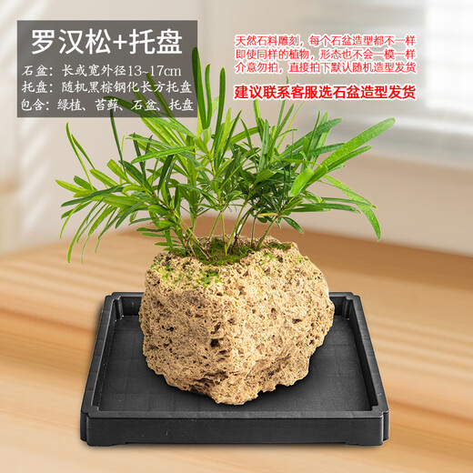 Stone flowerpot absorbent stone water stone original stone natural flowerpot with asparagus bamboo and calamus succulent micro landscape pot 13-17cm stone pot + podocarpus package 2