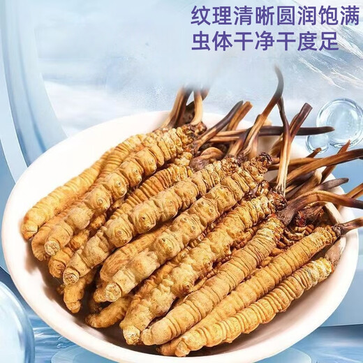 Cordyceps seleccionado sinensis Cordyceps sinensis en la cabeza de alta altitud Cordyceps sinensis Se puede seleccionar la caja de regalo Nago Cordyceps sinensis 0.6 30 piezas por gramo-1 pieza