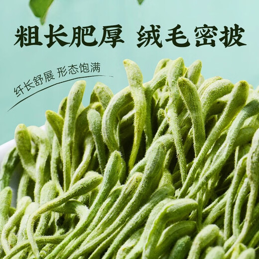 Beijing Tongrentang special grade honeysuckle first stubble with fluffy honeysuckle, chrysanthemum wolfberry tea, 1 can 80g [no smoked and sulfur-free]