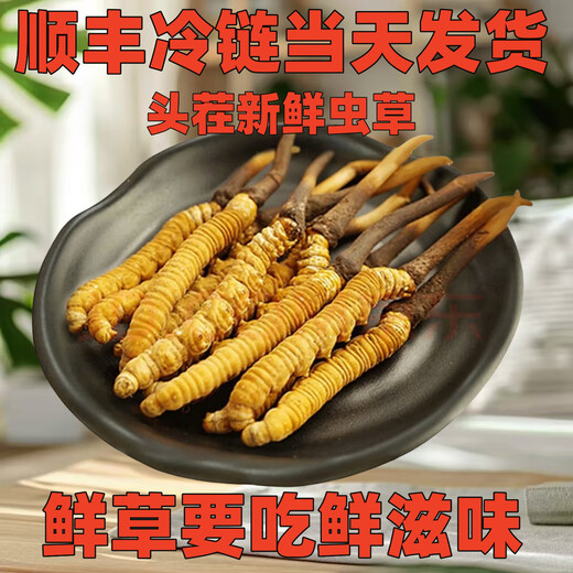 正品2025头期草新鲜冬虫夏草头茬虫草0.8克/根鲜虫草顺丰冷链发货 西藏鲜草1.0-1.2克每根30条送2条