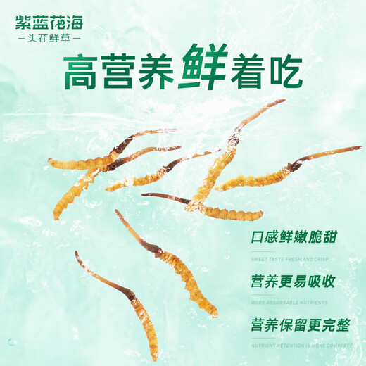 紫蓝花海新鲜冬虫夏草头茬鲜虫草自用送礼佳品礼盒装 0.7-0.8克/根 100根