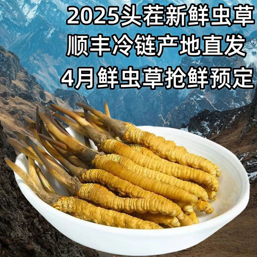 Cordyceps frais Sinensis Verrouillage sous vide Emballage frais Sf Express Chaîne froide Origine directe des cheveux directs Big Gras