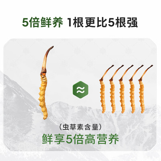 La primera calabaza de Ayishe Tibet de Cordyceps sinensis frescos y salvajes en Nagqu, Tíbet en 2025, transporte de aire y cajas de regalo para productos nutricionales para ancianos. Hierba fresca salvaje 0.8g/raíz 50