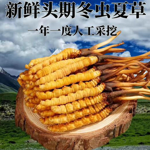 正品2025头期草新鲜冬虫夏草头茬虫草0.8克/根鲜虫草顺丰冷链发货 西藏鲜草1.0-1.2克每根30条送2条