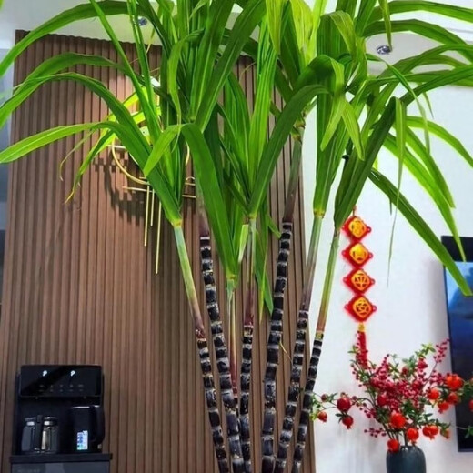 Authentic Guangxi black-skinned sugarcane seedlings can be potted with 3 to 4 buds per root in the middle section and high survival rate. 2 black-skinned sugarcane seedlings