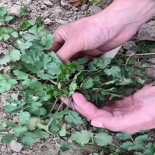 Easy to germinate large-leaf coriander seeds coriander seeds heat-resistant four-season balcony indoor potted seeds vegetable seeds lying on the ground purple stem coriander about 500 capsules 1 pack