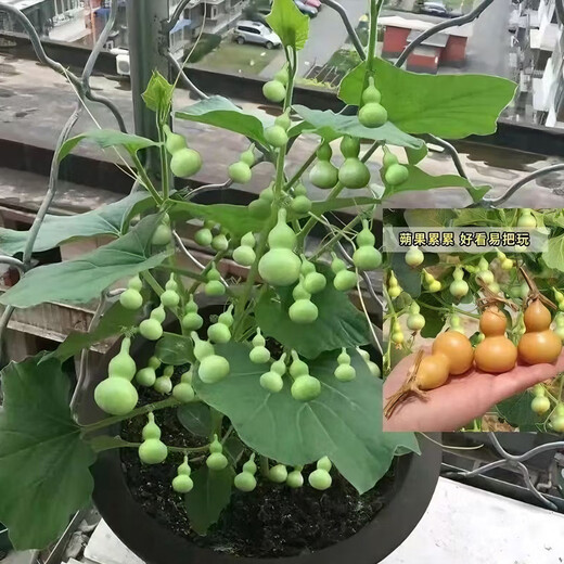 Extra small potted gourd seeds, hand-twisted gourd seeds, balcony ornamental ornaments, hand-twisted small gourd seeds, carefully selected grains, about 75 grains, gourd seeds