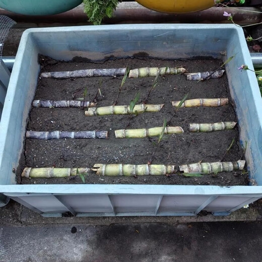 Authentic Guangxi black-skinned sugarcane seedlings can be potted with 3 to 4 buds per root in the middle section and high survival rate. 2 black-skinned sugarcane seedlings