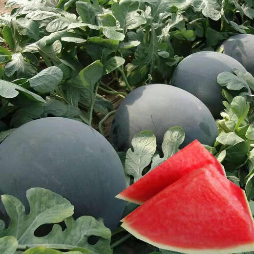 Qizhe seedless watermelon seeds with black skin and red flesh, extra large lazy super sweet giant seedless watermelon fruit seeds with crack-resistant melon, rock sugar melon 1 pack + black skin seedless watermelon 1 pack