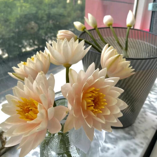 Water lily flowers with buds for office home flower arrangement champagne color water-raised fresh cut flowers fresh Yunnan Kunming straight hair champagne golden water lily 10 pieces