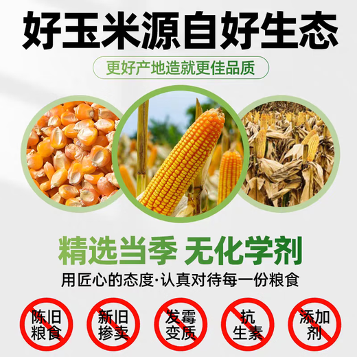 Northern Jiangsu high-quality corn kernels special price medium grain corn dry rice to feed pigeons, chickens, ducks and geese poultry animal food feed farm corn kernels 2Jin Jin is equal to 0.5 kg