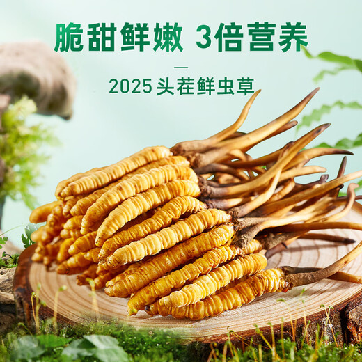 紫蓝花海新鲜冬虫夏草头茬鲜虫草自用送礼佳品礼盒装 0.7-0.8克/根 100根