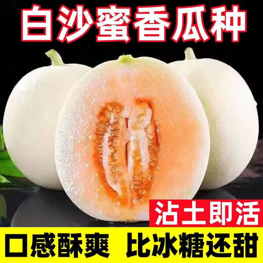 Kaili Rock Sugar Extra Large White Sand Honey Melon Seeds Cantaloupe Seeds Spring, Summer, Autumn and Winter Four Seasons Balcony Potted Vegetables White Sand Honey Seeds 100 capsules