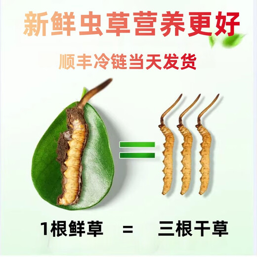 鹿章堂2025新鲜冬虫夏草头茬虫草顺丰冷链产地直发精选新鲜大草 西藏鲜虫草每条0.8克50条装