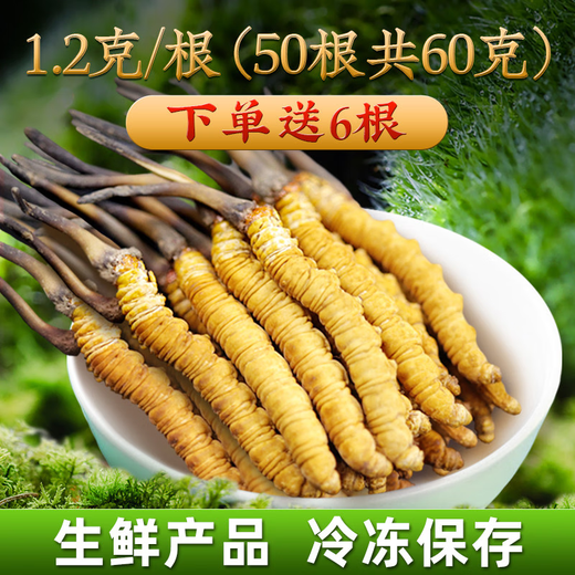 2025年新鲜冬虫夏草正宗头期鲜虫草1.2克/根正品鲜草送礼品补品 0.8-1.0克/根【冷冻保存】 20根新鲜虫草