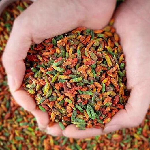 [Wild, sulfur-free] Changbaishan special grade red and green wolfberry tea, sulfur-free dry goods, pure natural colorful wolfberry 250g, 1 can