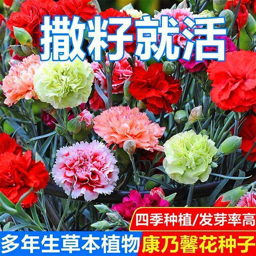 Double carnation seeds are easy to grow live flowers in potted plants for balcony indoor and outdoor for all seasons. Carnation seeds 12 colors mixed pack great value benefits 2 packs about 538 capsules garden balcony