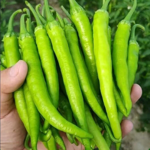 Non-spicy authentic non-spicy Hangzhou pepper No. 1 seeds fruit Hangzhou pepper pepper non-spicy vegetable seeds Qianrui original packaging 2 packs (about 200) for free