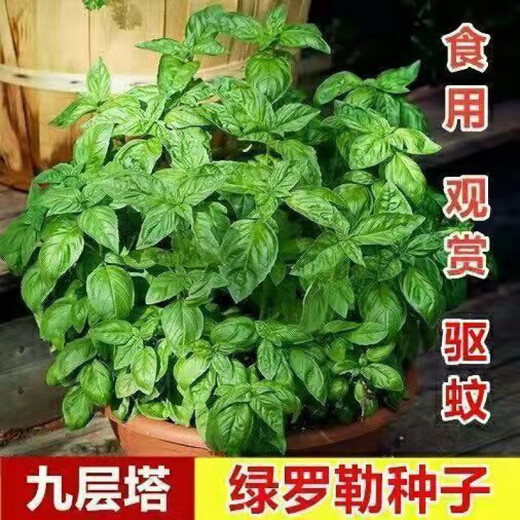 Basil seeds green stem nine-story tower planted lemon sweet basil balcony courtyard planting edible green basil seeds nine-story tower 100 capsules + fertilizer