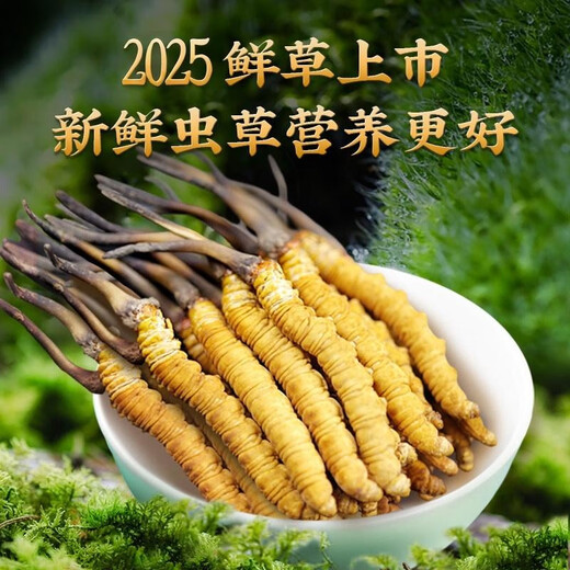 2025年新鲜冬虫夏草正宗头期鲜虫草1.2克/根正品鲜草送礼品补品 1.0-1.2克/根【冷冻保存】 100根送15根新鲜虫草