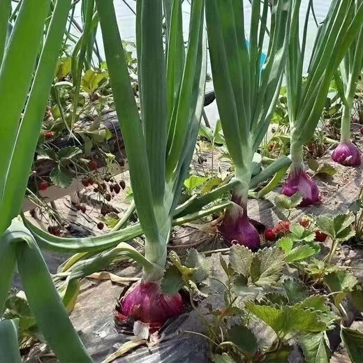Special for planting, fruit purple-red skinned onion seedlings, direct delivery from field planting seedling base, low price, good quality (special for planting), purple-skinned onion seedlings, 100 pieces