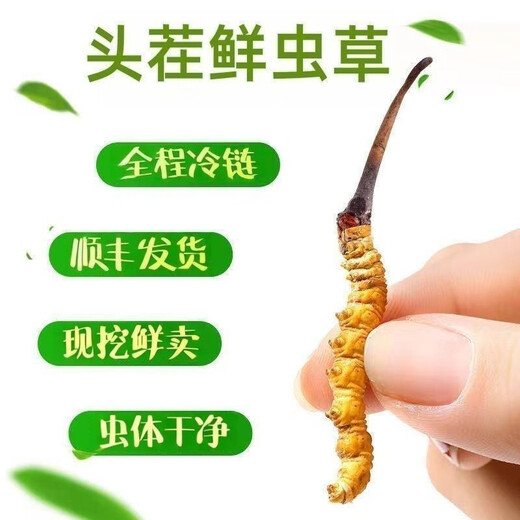 头期新鲜冬虫夏草大号鲜草顺丰冷链产地直发2025头茬新鲜虫草 西藏鲜虫草每条0.5-0.6克20条装