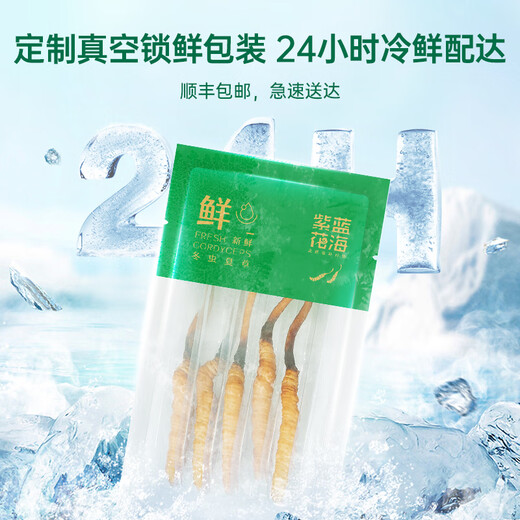 
Purple and blue flowers sea [first 25 years] Fresh Cordyceps sinensis 1.2 grams/20 fresh Cordyceps sinensis straight from the source
