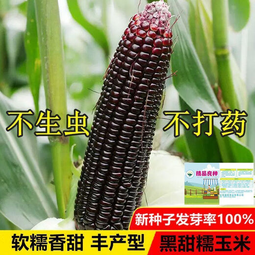 Planted all year round. Authentic black sweet waxy corn seeds. Planted black corn seeds all year round. Black sweet waxy corn seeds. Black sweet waxy corn seeds. Only new seeds sold. 5 packs, about 250 grains.