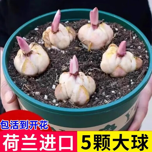 Perfume lily bulbs with buds bloom all year round, indoor and outdoor balcony multi-headed lilies are cold-resistant and easy to grow, pink, shipped with buds, 5 balls (cheaper)